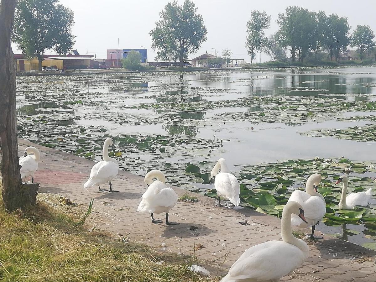Pensiunea Scoika Steaguri Neptun Esterno foto