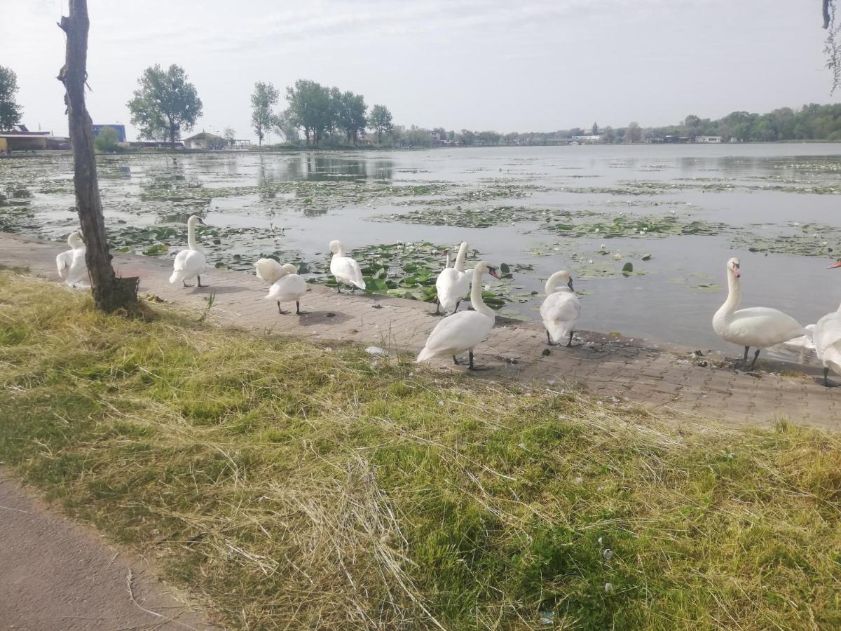 Pensiunea Scoika Steaguri Neptun Esterno foto