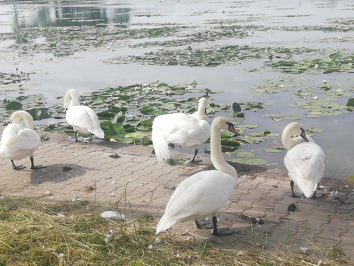Pensiunea Scoika Steaguri Neptun Esterno foto